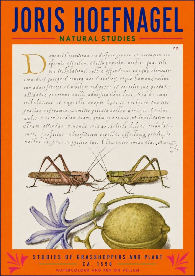 Joris Hoefnagel Studies of Grasshoppers and Plant No3 - Affiche