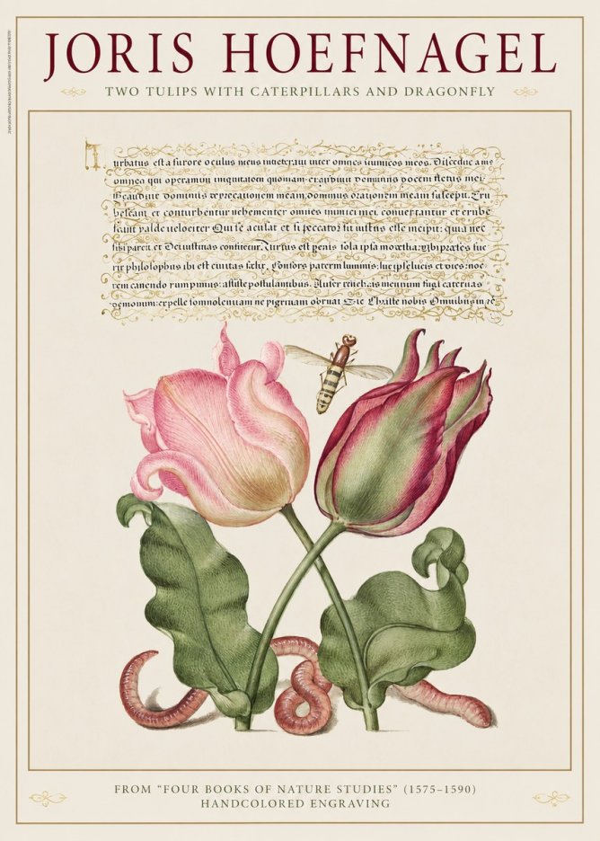 Joris Hoefnagel Two Tulips with Caterpillars and Dragonfly No1 - Affiche
