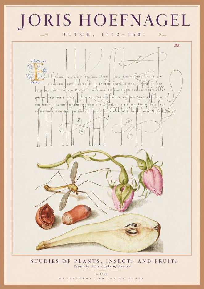 Joris Hoefnagel Studies of Plants, Insects and Fruits No1 - Affiche