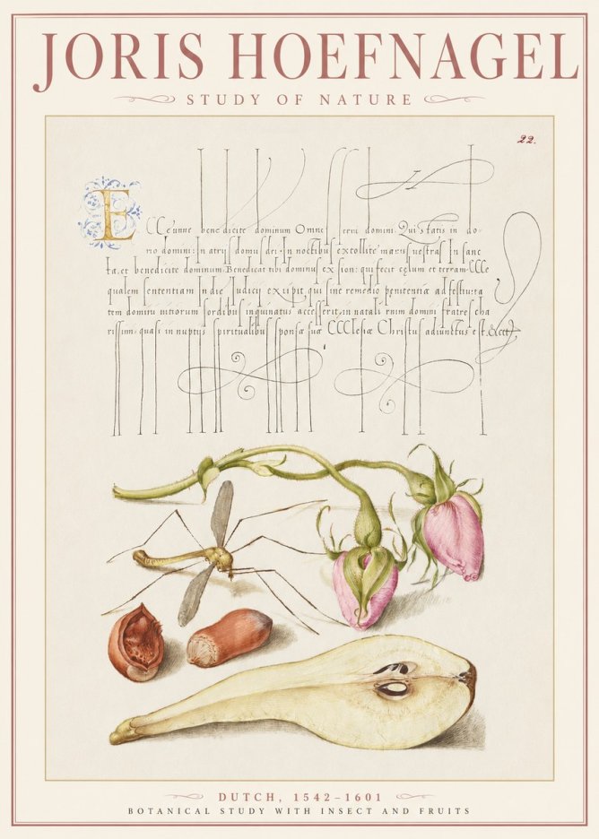 Joris Hoefnagel Studies of Plants, Insects and Fruits No3 - Affiche