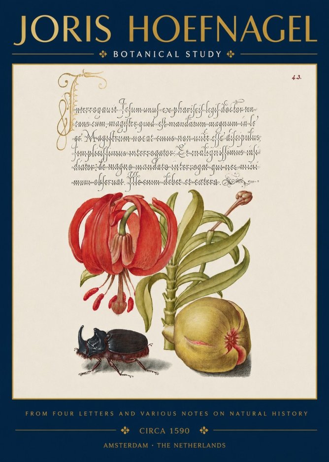 Joris Hoefnagel Botanical Study II No3 - Affiche