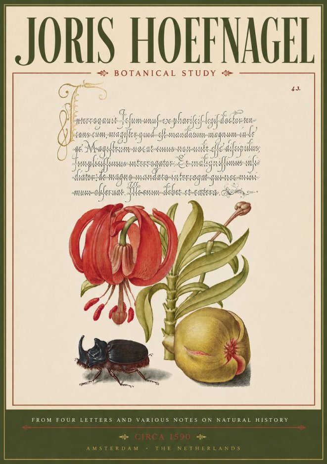 Joris Hoefnagel Botanical Study II No5 - Affiche