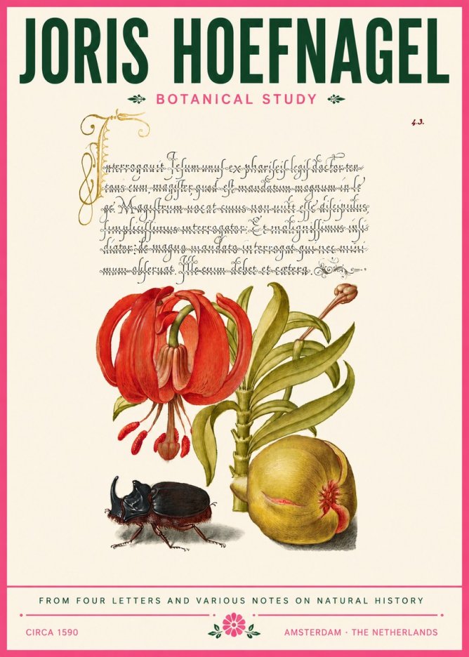 Joris Hoefnagel Botanical Study II No6 - Affiche