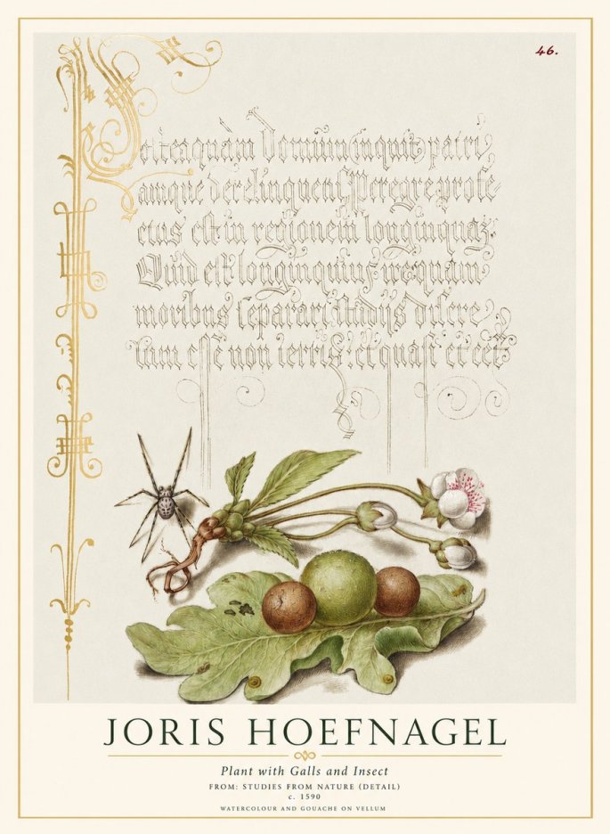 Joris Hoefnagel Plant with Galls and Insect No1 - Affiche