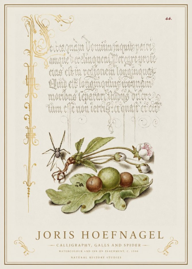 Joris Hoefnagel Plant with Galls and Insect No2 - Affiche