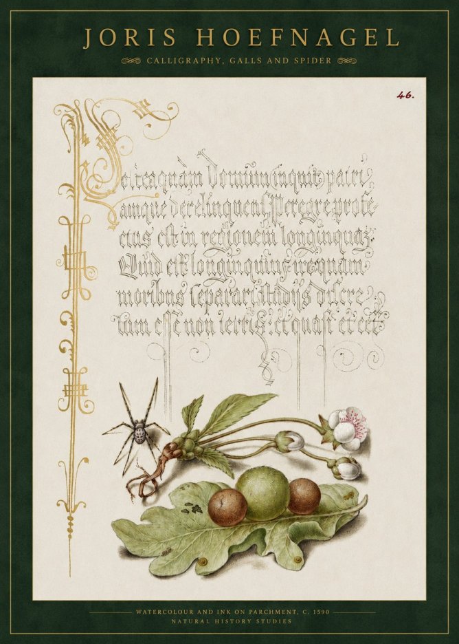 Joris Hoefnagel Plant with Galls and Insect No3 - Affiche