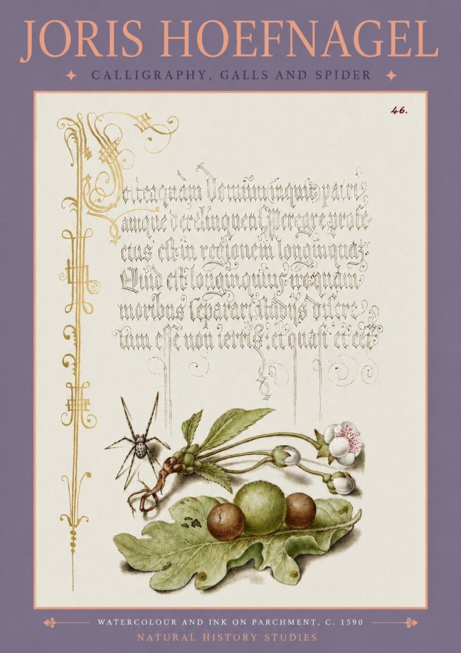 Joris Hoefnagel Plant with Galls and Insect No4 - Affiche