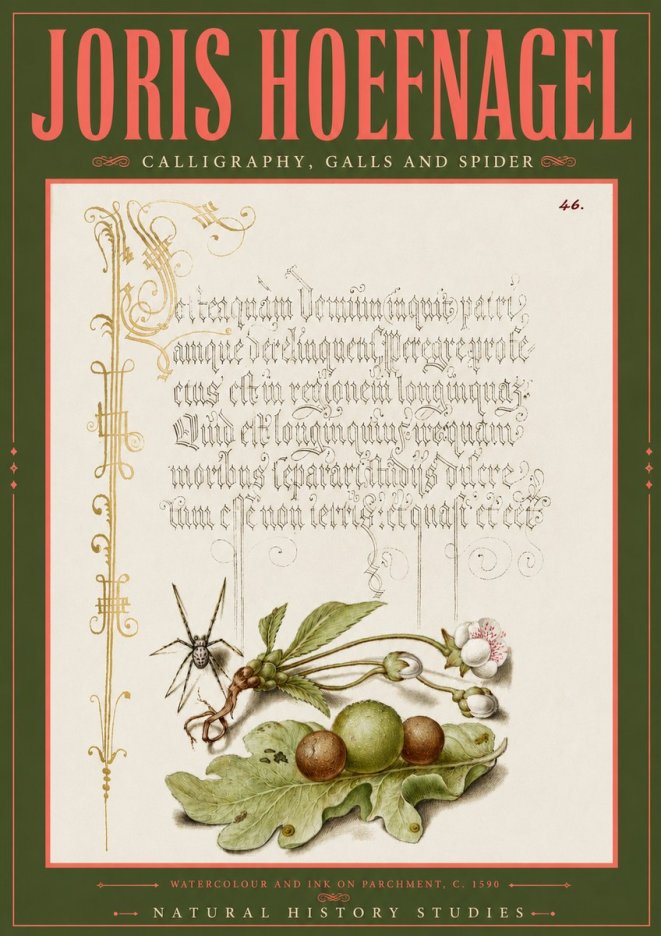 Joris Hoefnagel Plant with Galls and Insect No6 - Affiche