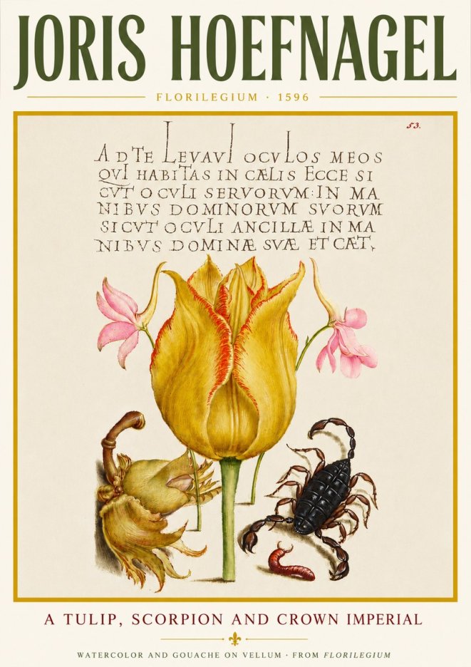 Joris Hoefnagel A Tulip, Scorpion and Crown Imperial No4 - Affiche