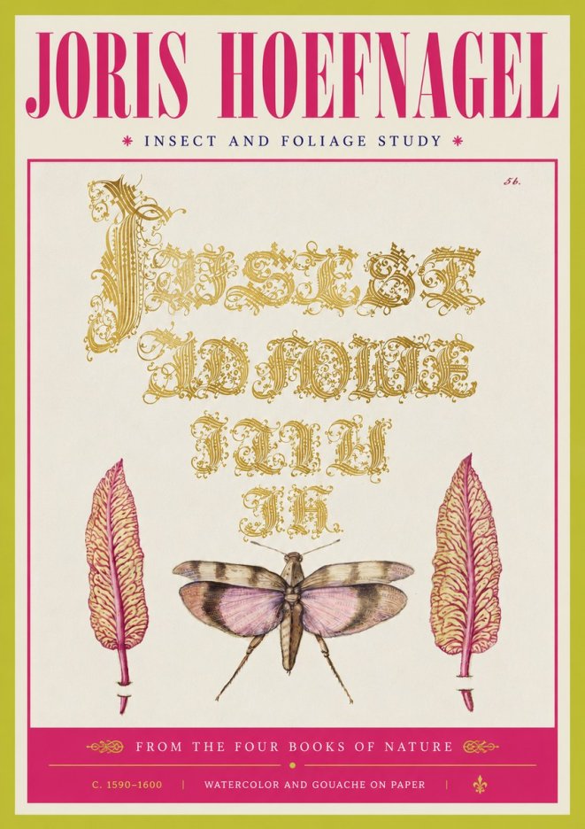 Joris Hoefnagel Insect and Foliage Study No4 - Affiche