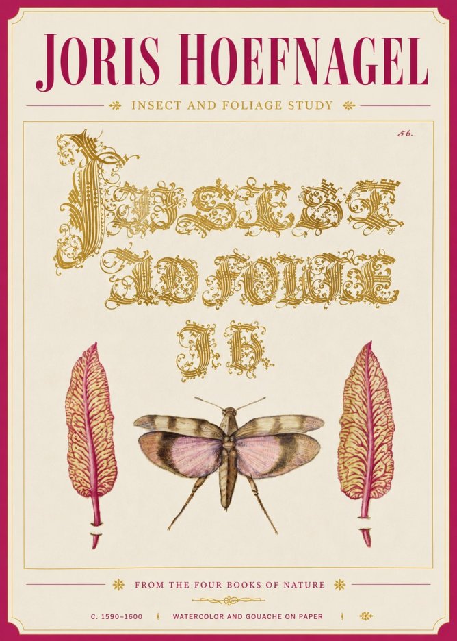 Joris Hoefnagel Insect and Foliage Study No6 - Affiche