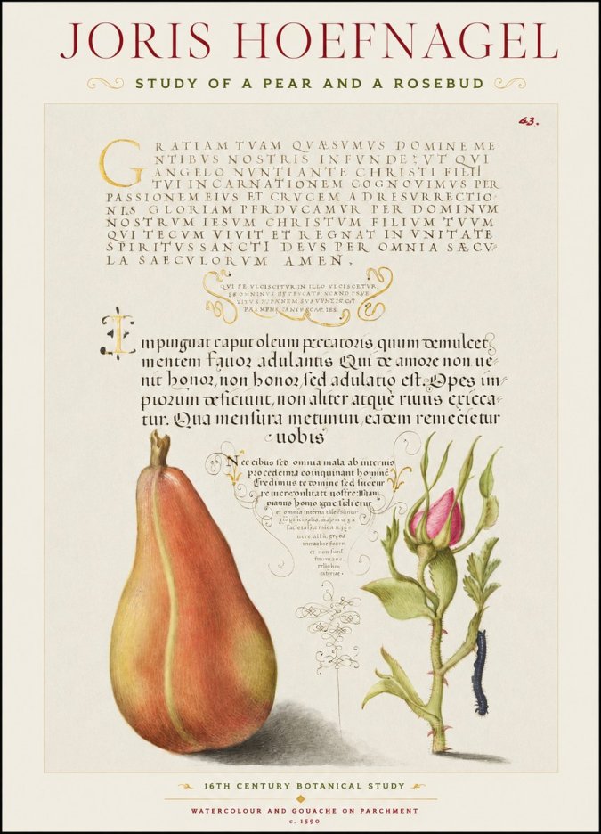 Joris Hoefnagel Aphorisms with Pear and Rose No3 - Affiche