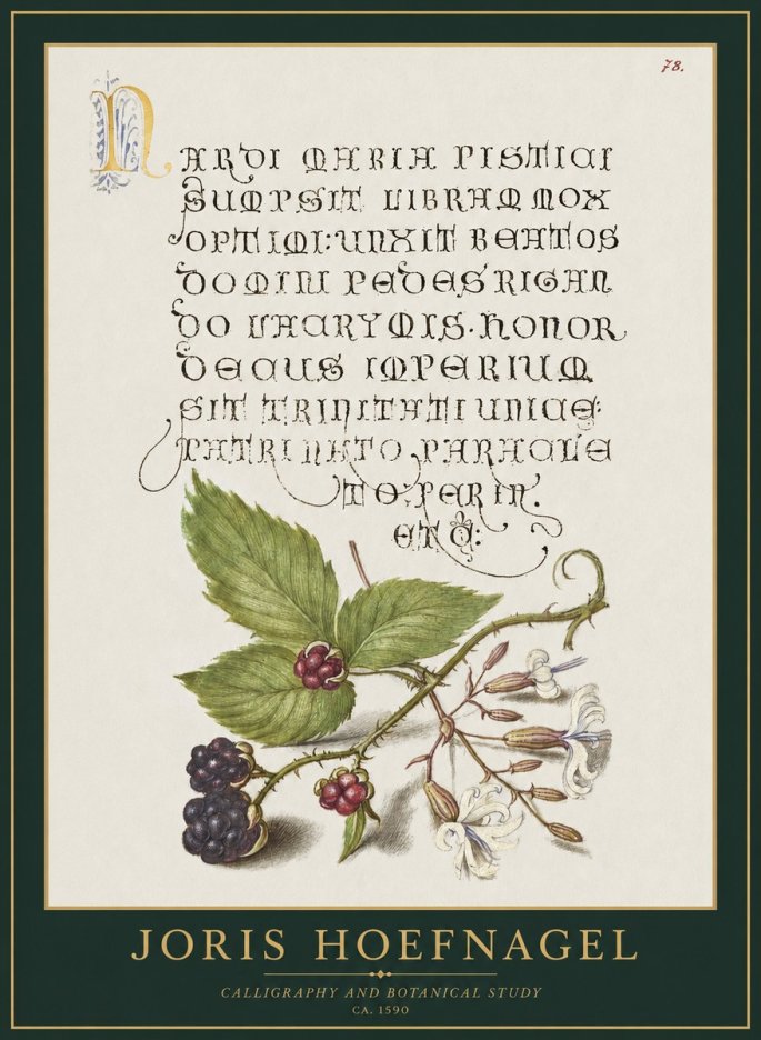 Joris Hoefnagel Calligraphy and Botanical Study II No1 - Affiche