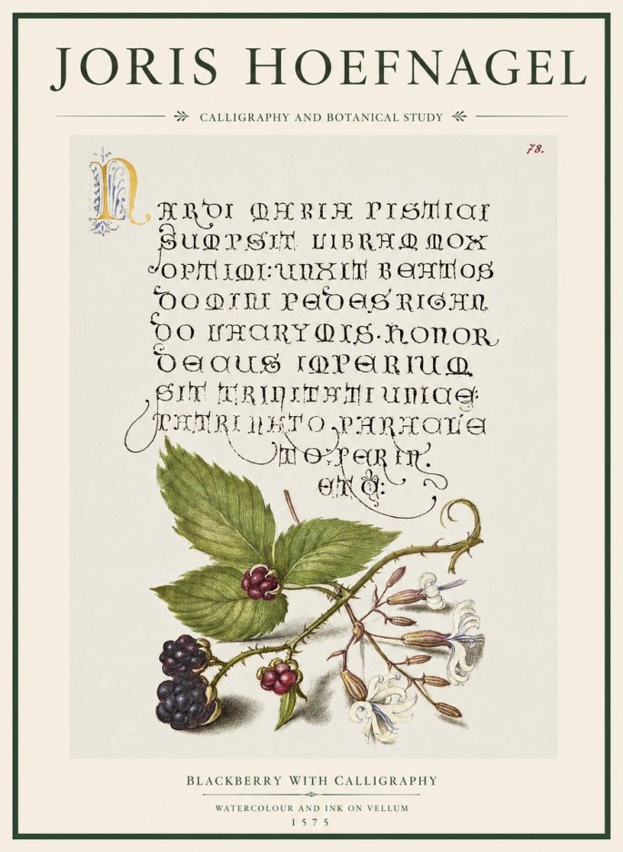 Joris Hoefnagel Calligraphy and Botanical Study II No5 - Affiche
