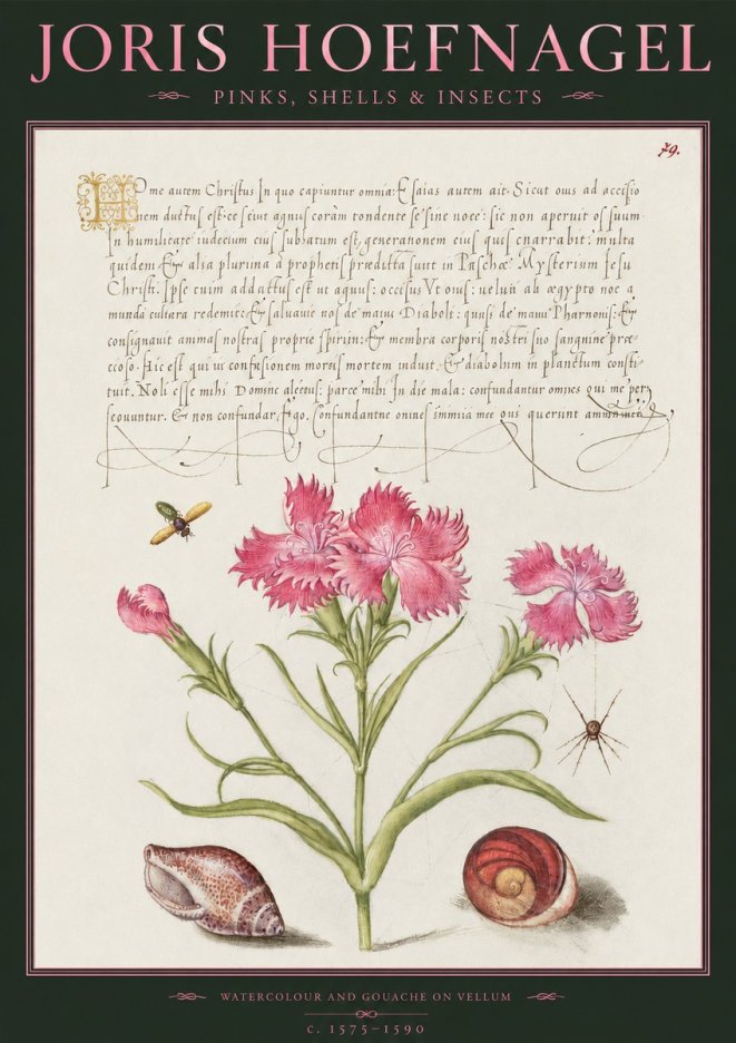 Joris Hoefnagel Pinks, Shells & Insects No2 - Affiche