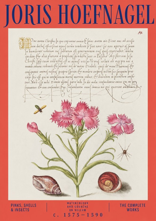 Joris Hoefnagel Pinks, Shells & Insects No3 - Affiche