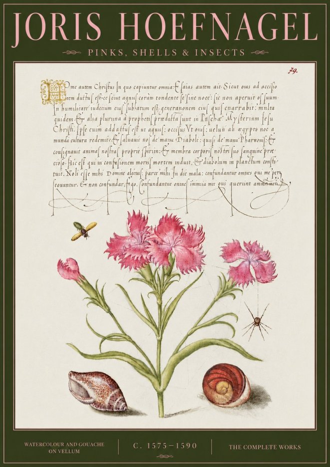 Joris Hoefnagel Pinks, Shells & Insects No4 - Affiche