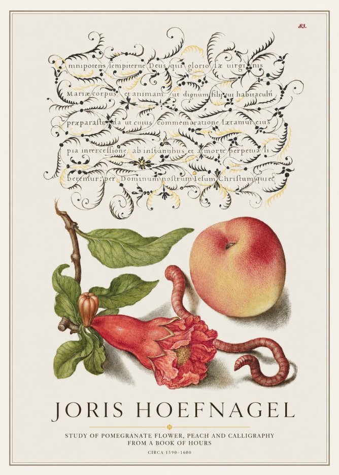 Joris Hoefnagel Study of Pomegranate Flower, Peach and Calligraphy from a Book of Hours No1 - Affiche