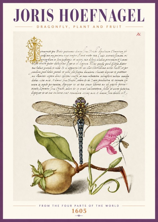 Joris Hoefnagel Dragonfly, Plant and Fruit No4 - Affiche