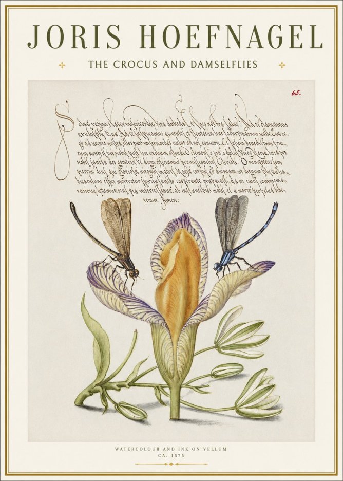 Joris Hoefnagel The Crocus and Damselflies No1 - Affiche