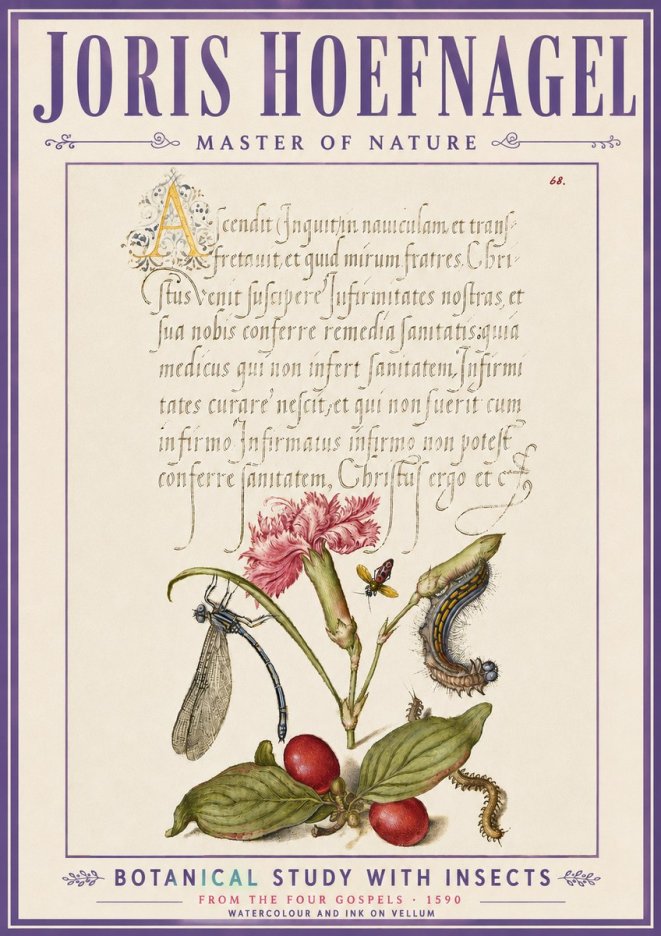 Joris Hoefnagel Botanical Study with Insects No6 - Affiche