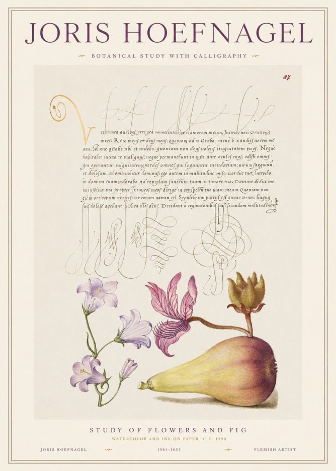 Joris Hoefnagel Study of Plants II No2 - Affiche