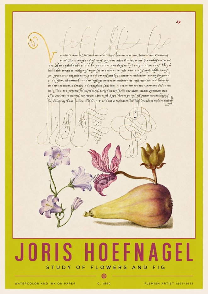 Joris Hoefnagel Study of Plants II No4 - Affiche