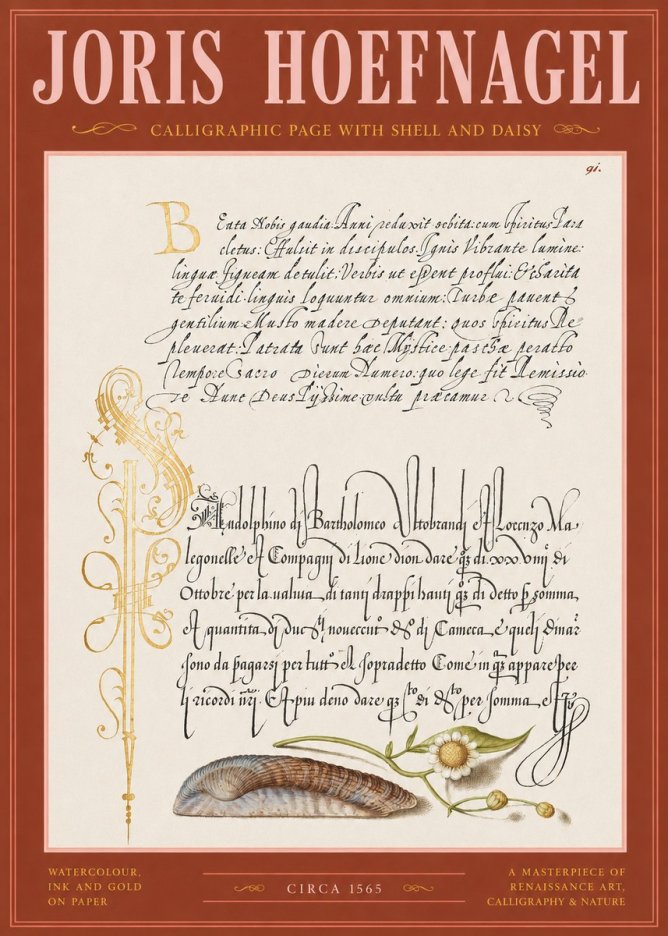 Joris Hoefnagel Calligraphic Page with Shell and Daisy No2 - Affiche