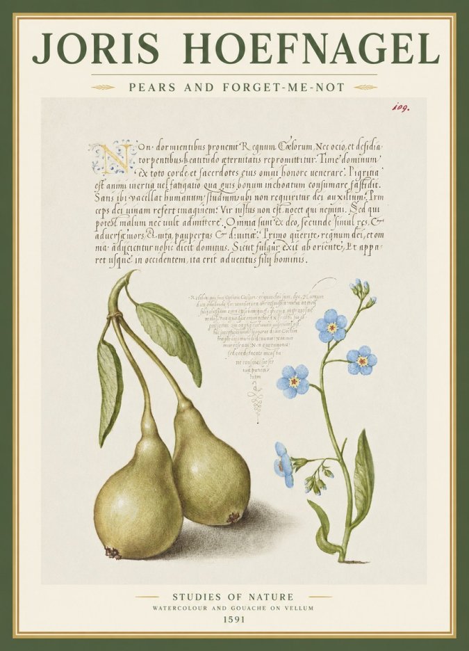 Joris Hoefnagel Pears and Forget-me-not No1 - Affiche