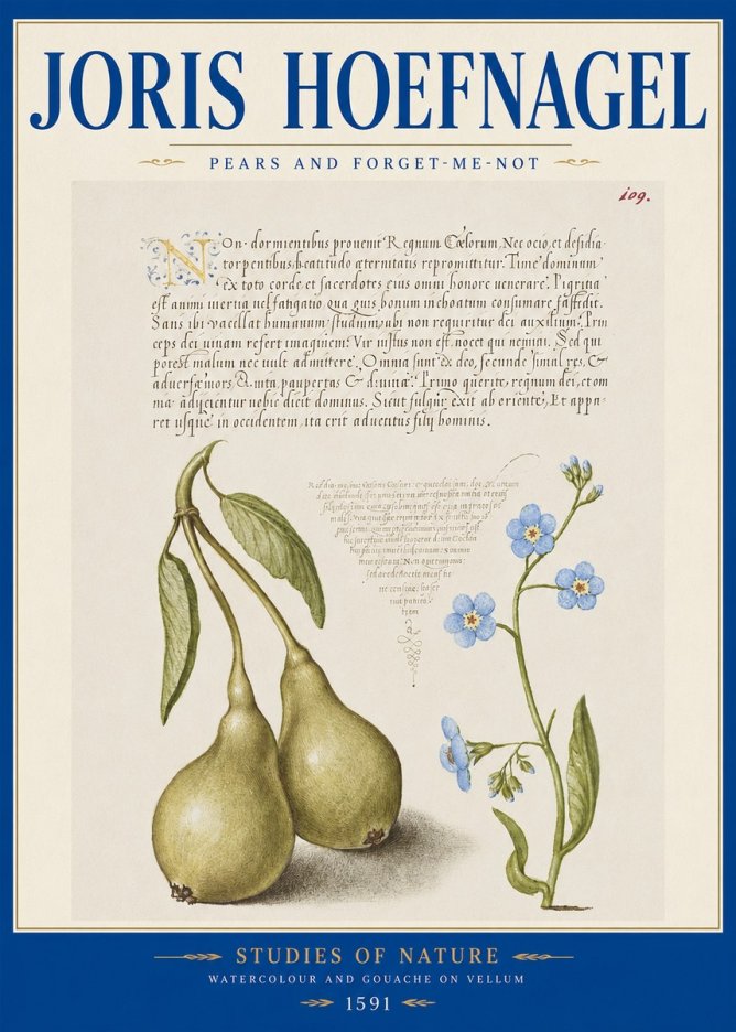 Joris Hoefnagel Pears and Forget-me-not No2 - Affiche