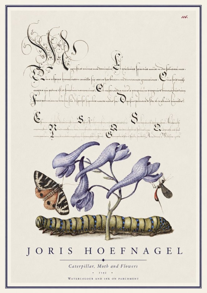 Joris Hoefnagel Caterpillar, Moth and Flowers No1 - Affiche