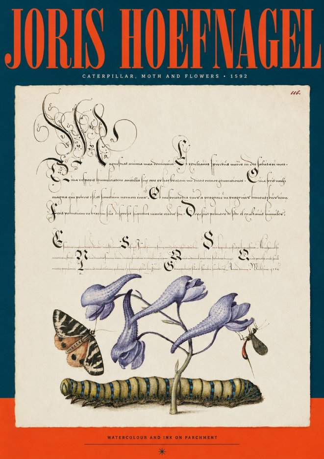 Joris Hoefnagel Caterpillar, Moth and Flowers No2 - Affiche