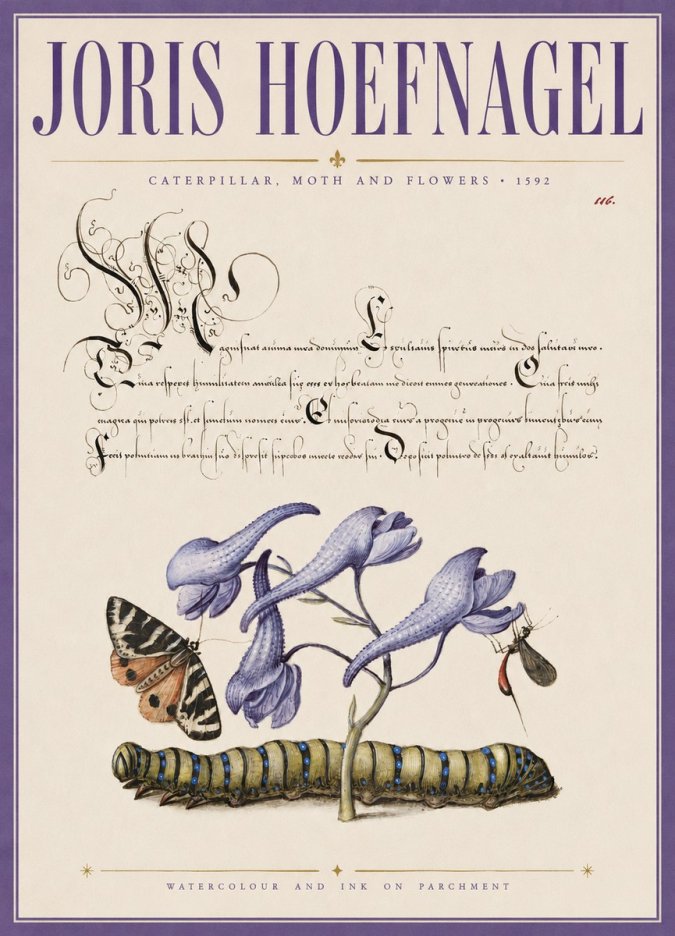 Joris Hoefnagel Caterpillar, Moth and Flowers No3 - Affiche