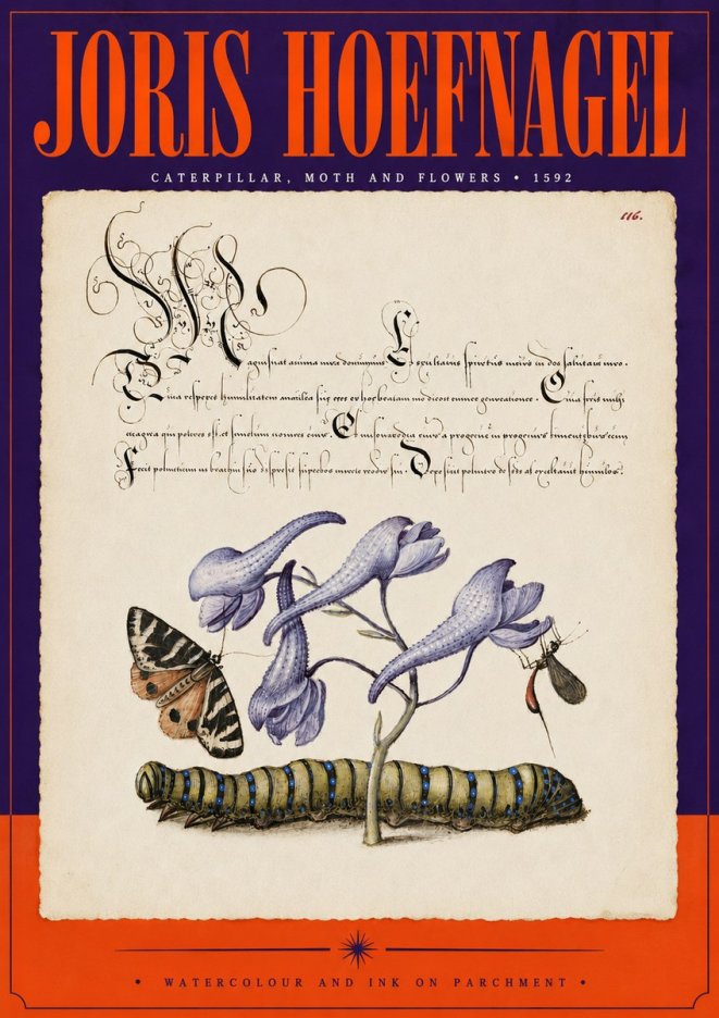 Joris Hoefnagel Caterpillar, Moth and Flowers No5 - Affiche