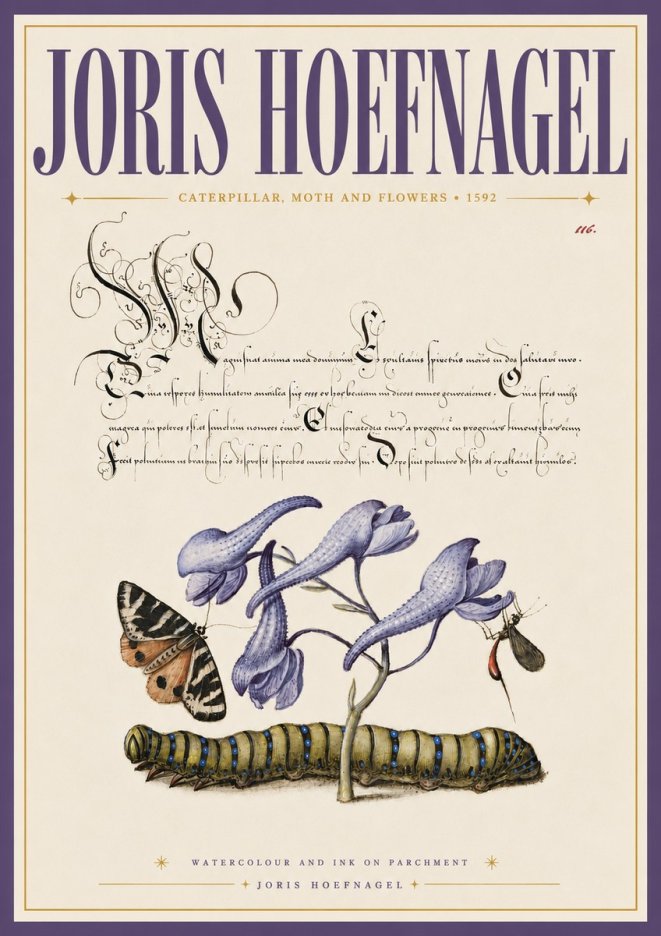 Joris Hoefnagel Caterpillar, Moth and Flowers No6 - Affiche