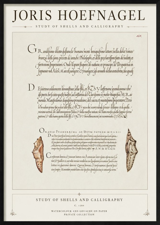 Joris Hoefnagel Study of Shells and Calligraphy No1 - Affiche