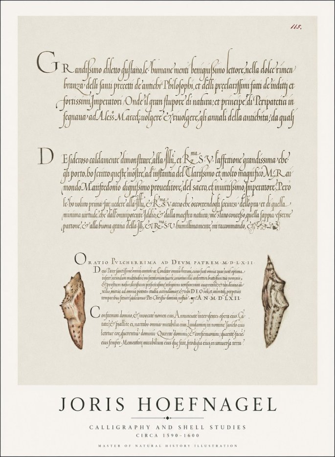 Joris Hoefnagel Study of Shells and Calligraphy No2 - Affiche