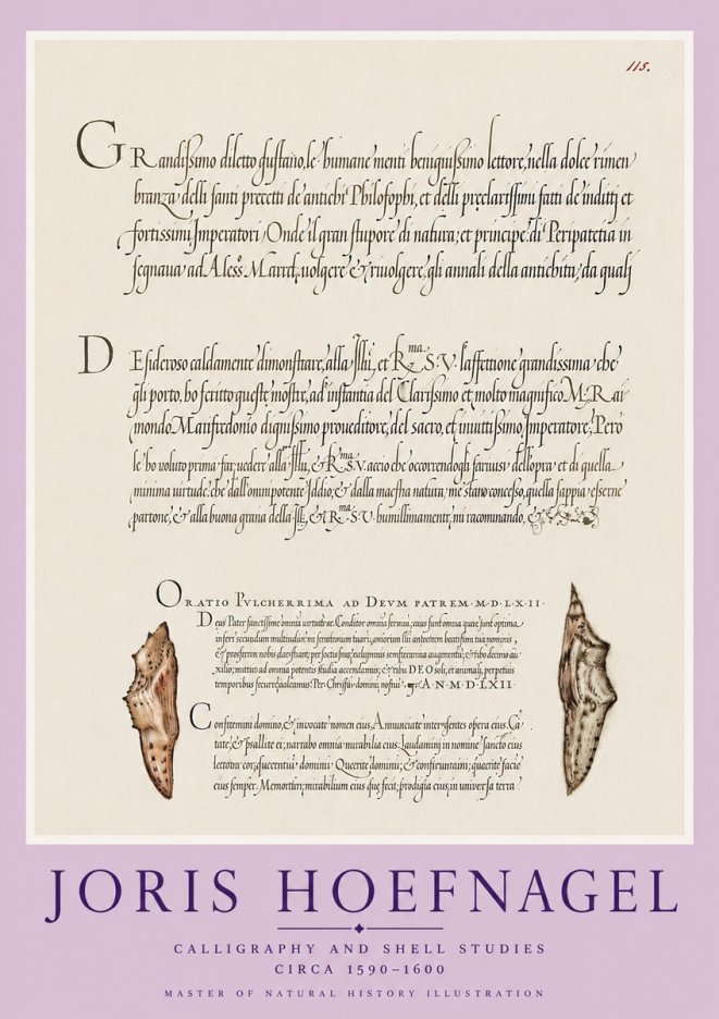 Joris Hoefnagel Study of Shells and Calligraphy No6 - Affiche
