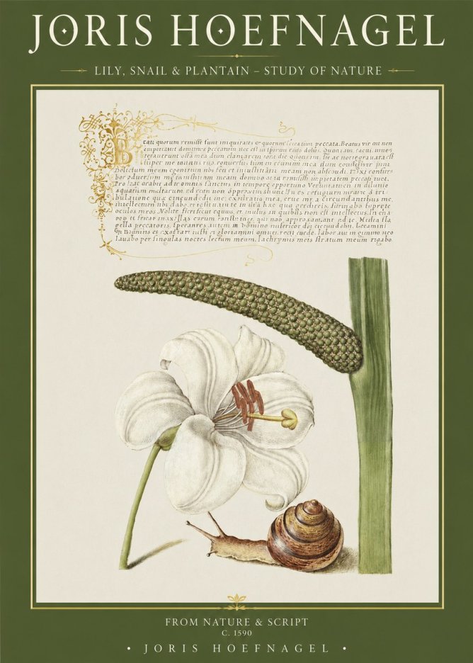 Joris Hoefnagel Lily, Snail & Plantain - Study of Nature No1 - Affiche