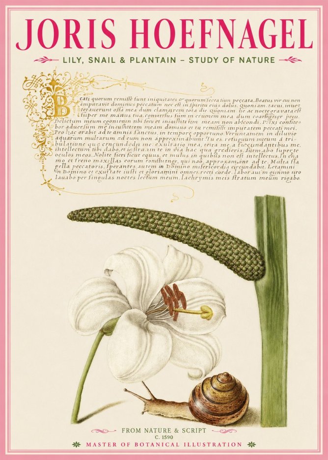 Joris Hoefnagel Lily, Snail & Plantain - Study of Nature No2 - Affiche