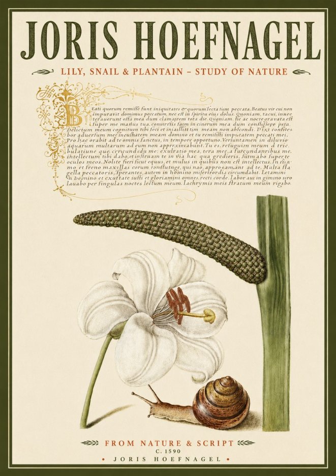 Joris Hoefnagel Lily, Snail & Plantain - Study of Nature No4 - Affiche