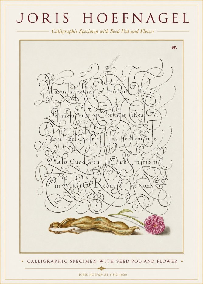 Joris Hoefnagel Calligraphic Specimen with Seed Pod and Flower No1 - Affiche