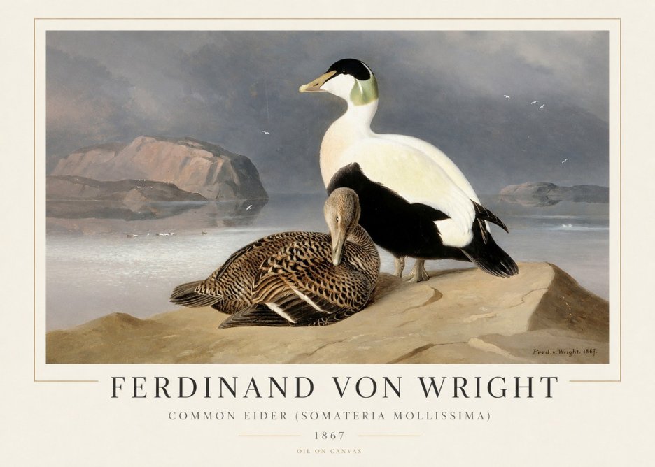 Ferdinand von Wright Common Eider (Somateria Mollissima) No1 - Affiche