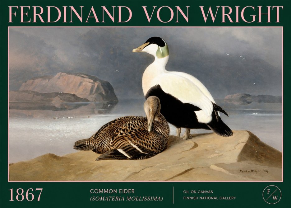 Ferdinand von Wright Common Eider (Somateria Mollissima) No2 - Affiche