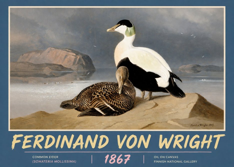 Ferdinand von Wright Common Eider (Somateria Mollissima) No5 - Affiche