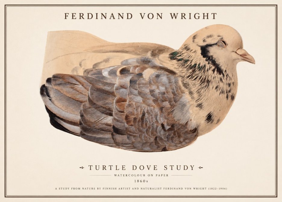 Ferdinand von Wright Turtle Dove Study No1 - Affiche