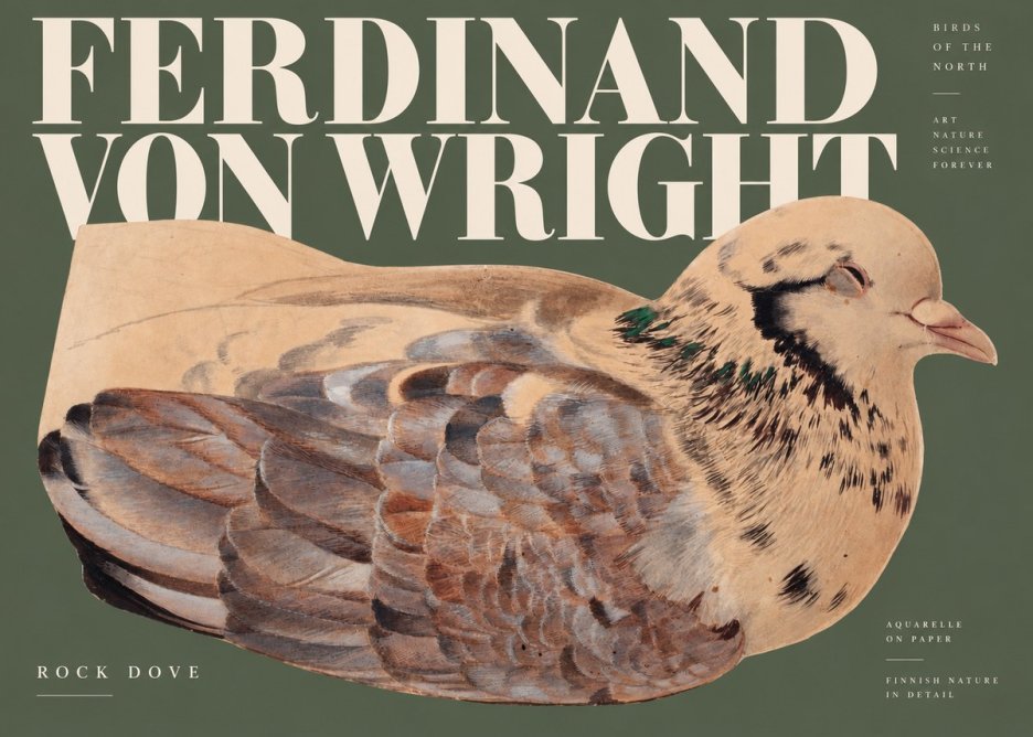 Ferdinand von Wright Turtle Dove Study No3 - Affiche