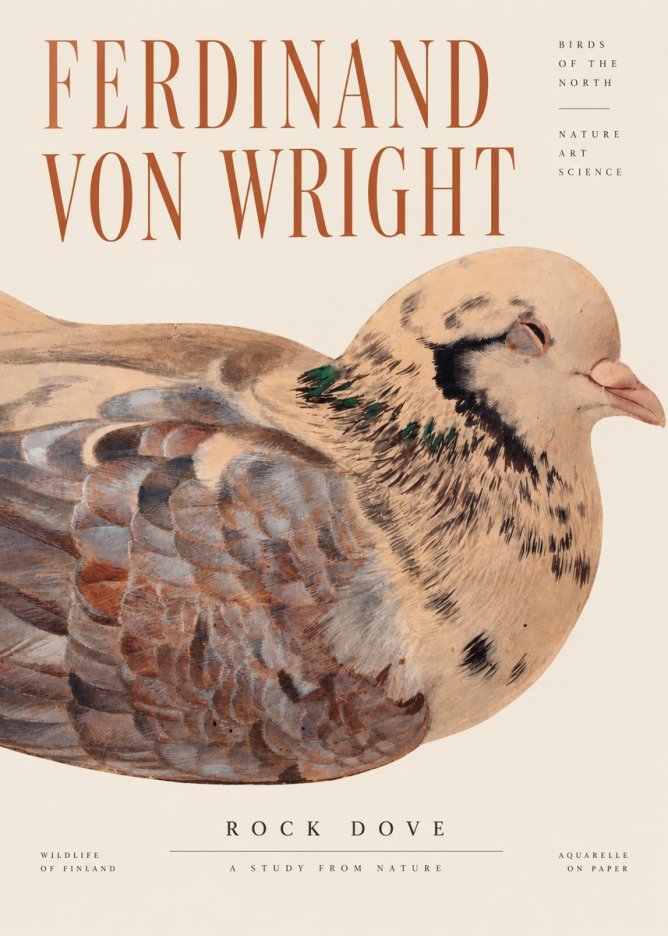 Ferdinand von Wright Turtle Dove Study No4 - Affiche