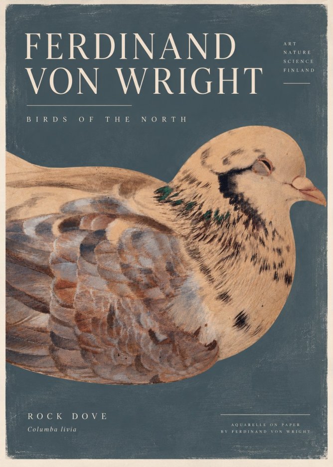 Ferdinand von Wright Turtle Dove Study No5 - Affiche