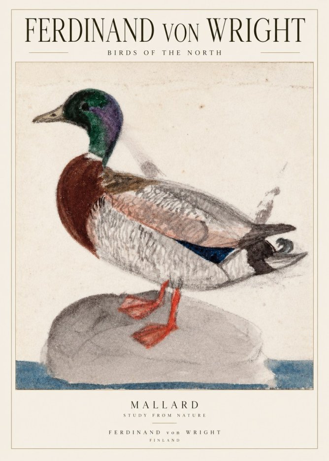 Ferdinand von Wright Mallard No2 - Affiche